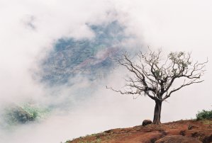 Mists at Waimea Canyon