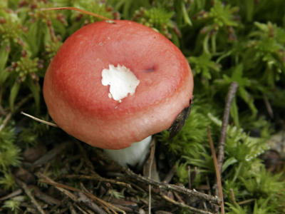 Tasty Smurf-Shroom