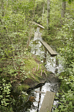 Waterlogged path