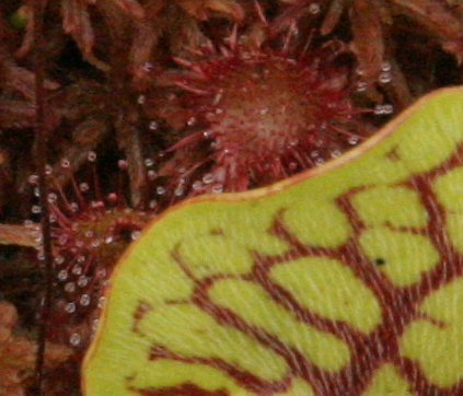 Sundew plant